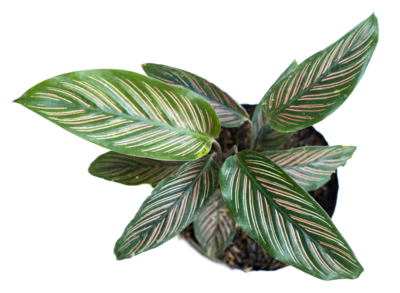 Pin Stripe Prayer Plant