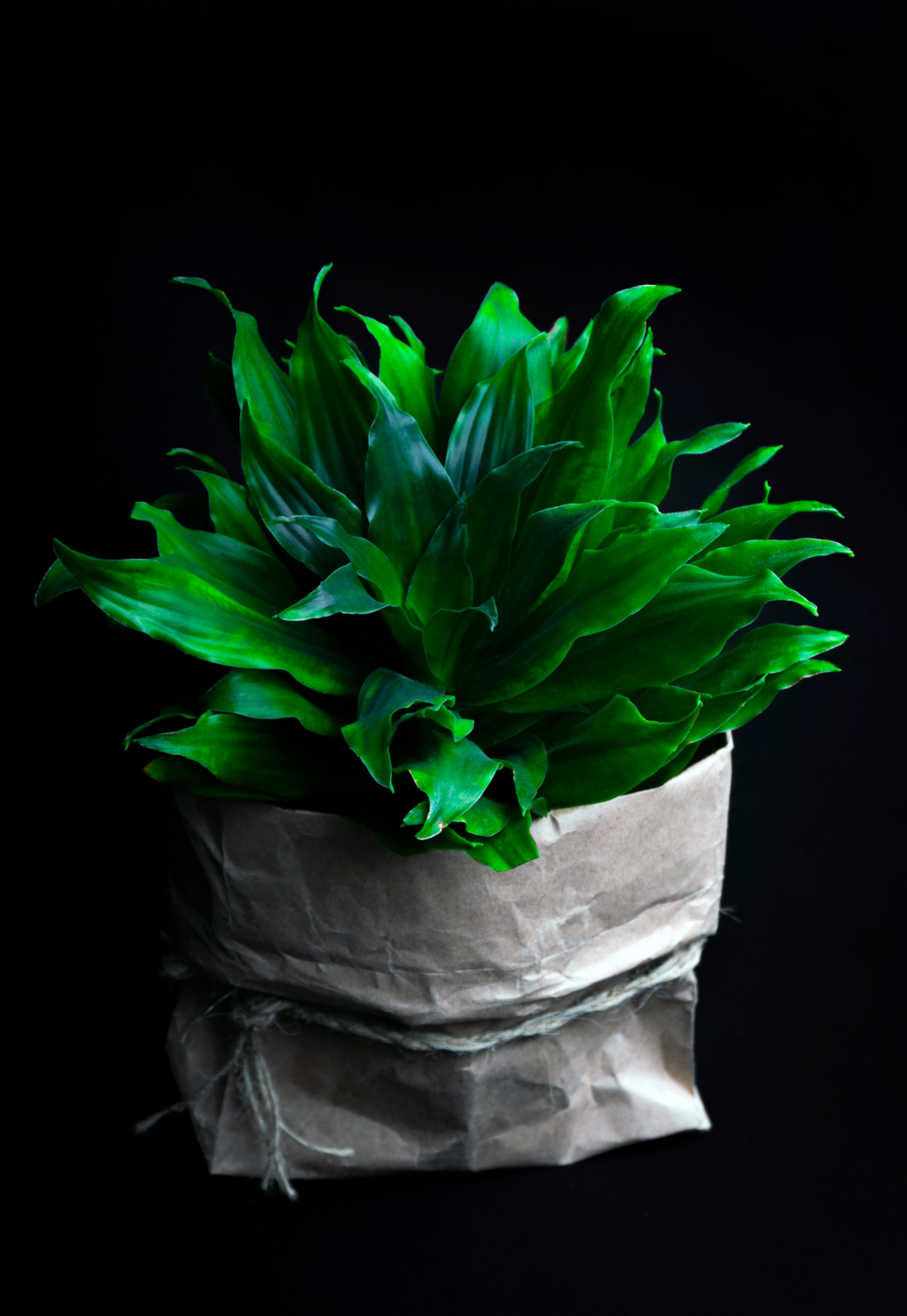 Corn Plant - Compacta