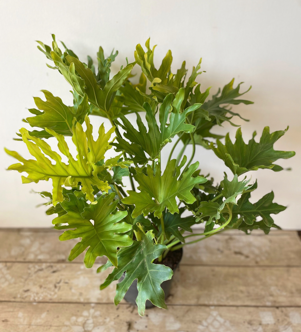 Lace leaf Philodendron