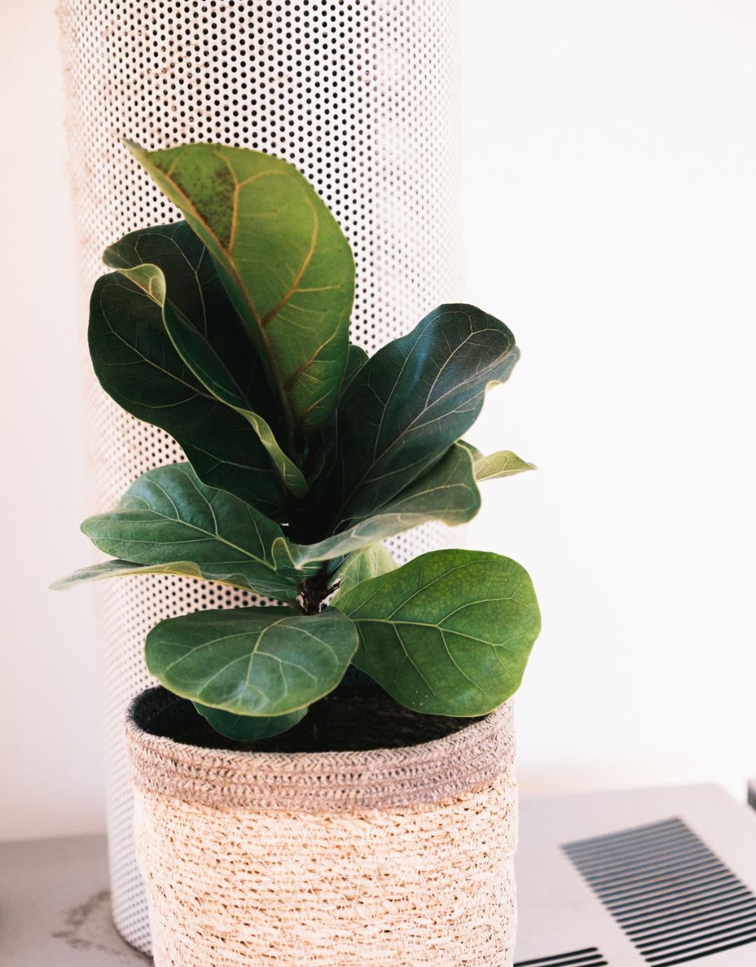 Fiddle Leaf Fig Bambino