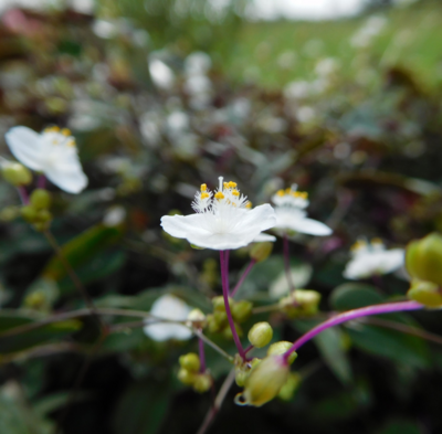 Bridal Veil