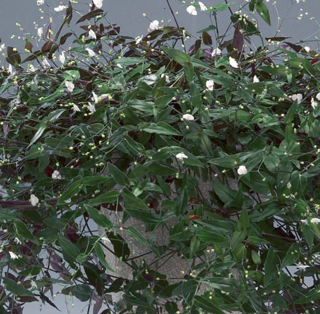 Bridal Veil