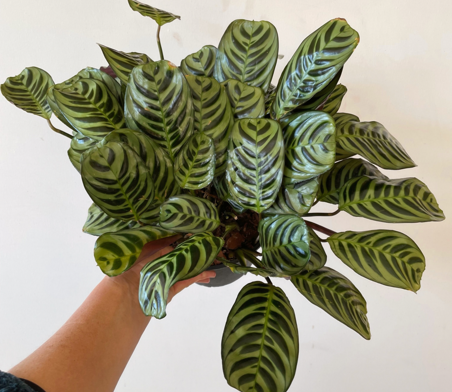 Fishbone prayer plant