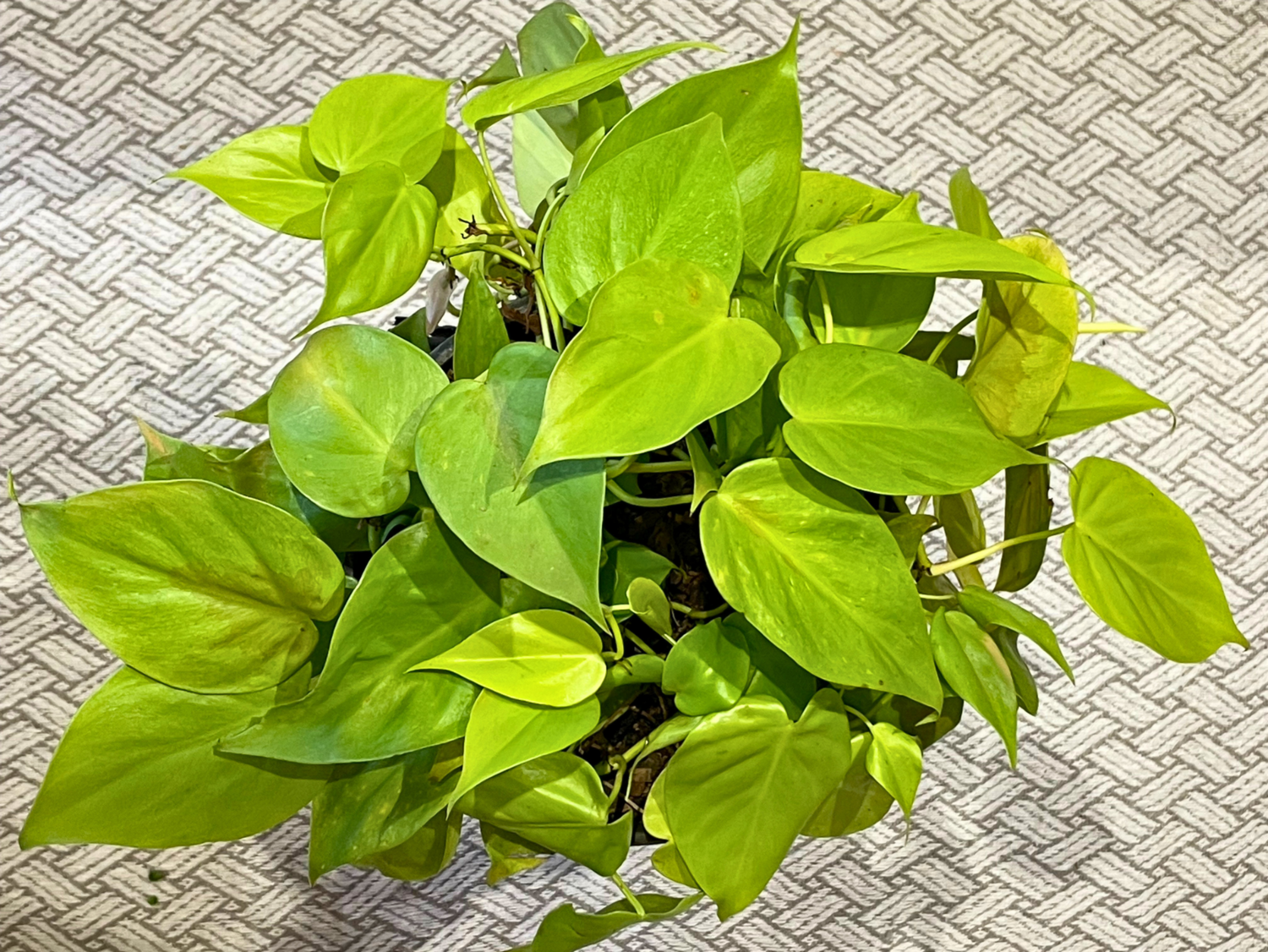 Sweetheart Plant Egoli