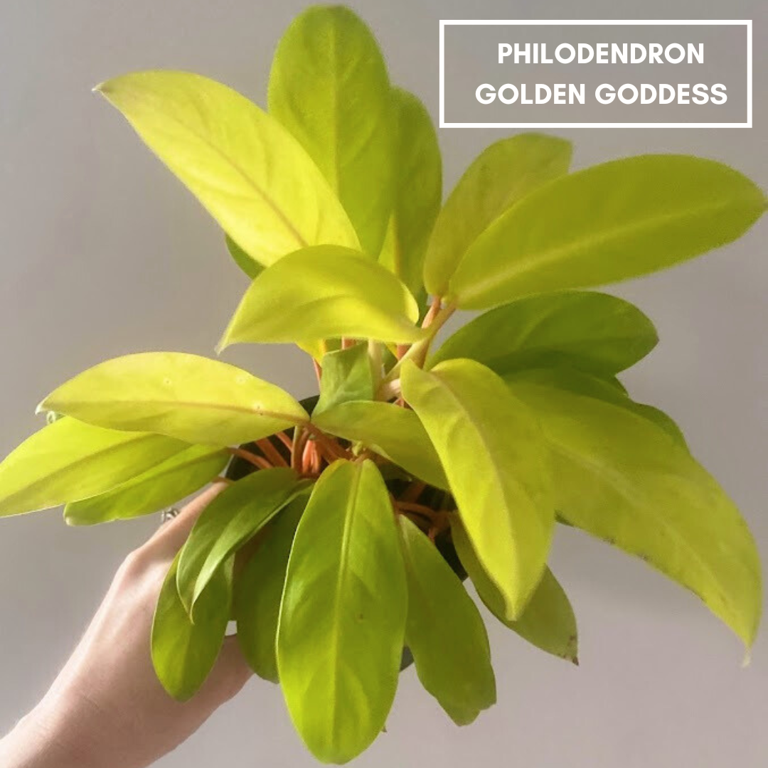Golden goddess philodendron