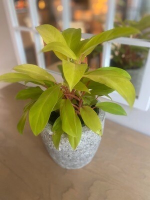 Golden goddess philodendron