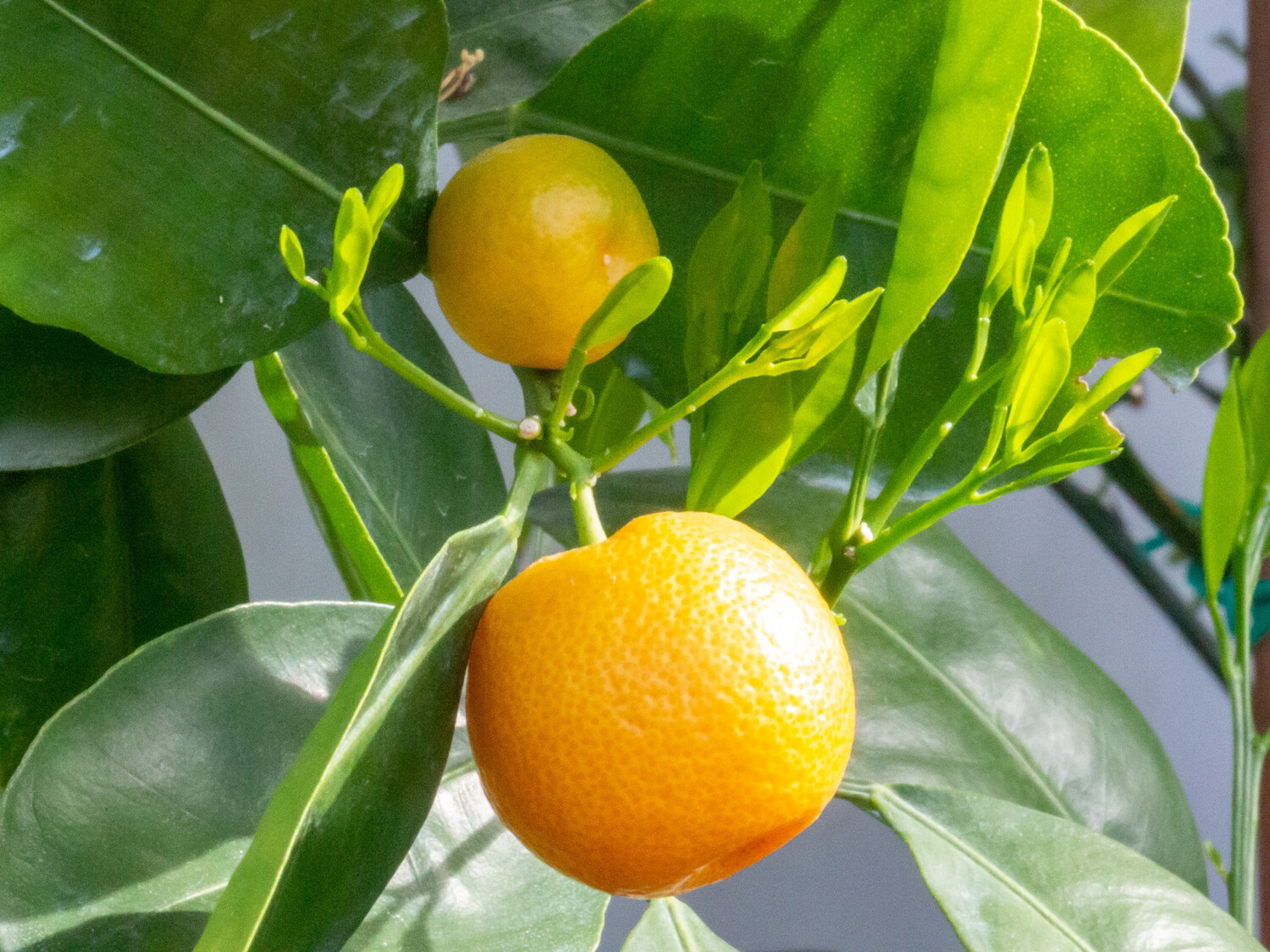 Calamondin Citrus