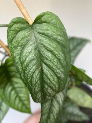 Silver Monstera