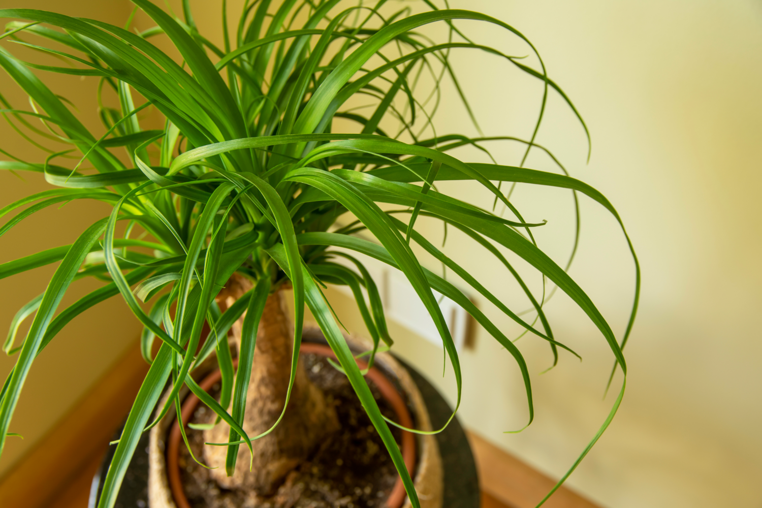 Ponytail palm