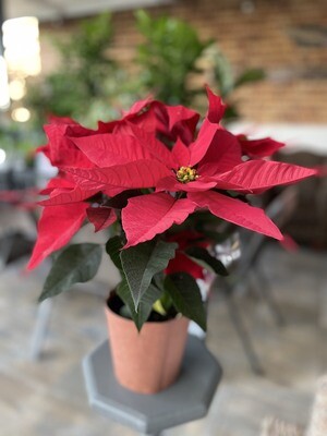Poinsettia Poinsettia