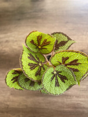 Iron Cross Begonia