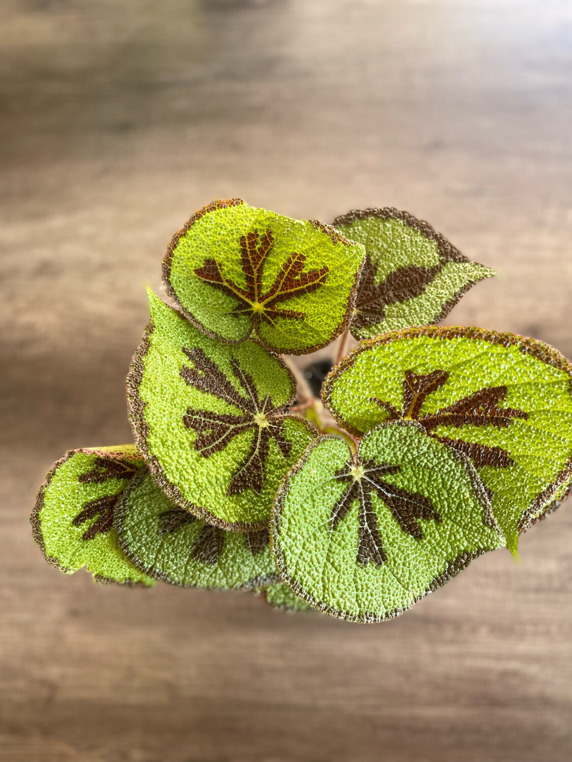 Iron Cross Begonia