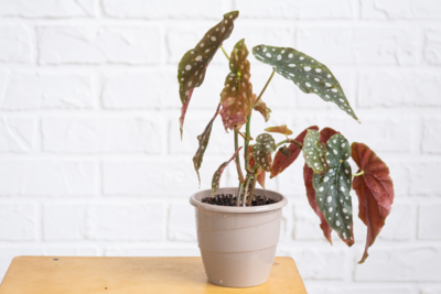 Begonia Set