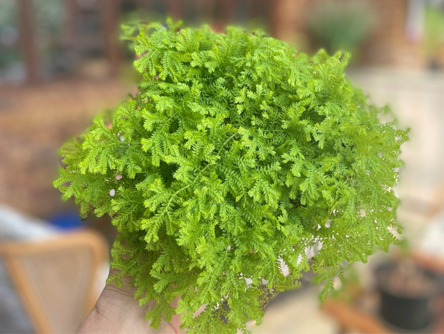 Spike moss