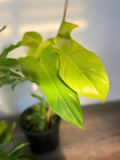 Golden violin philodendron