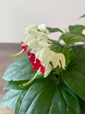 Bleeding heart
