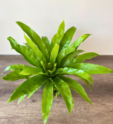 Bird's Nest Fern - Japanese