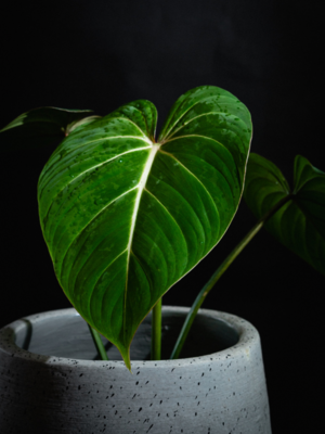 Velvet Philodendron