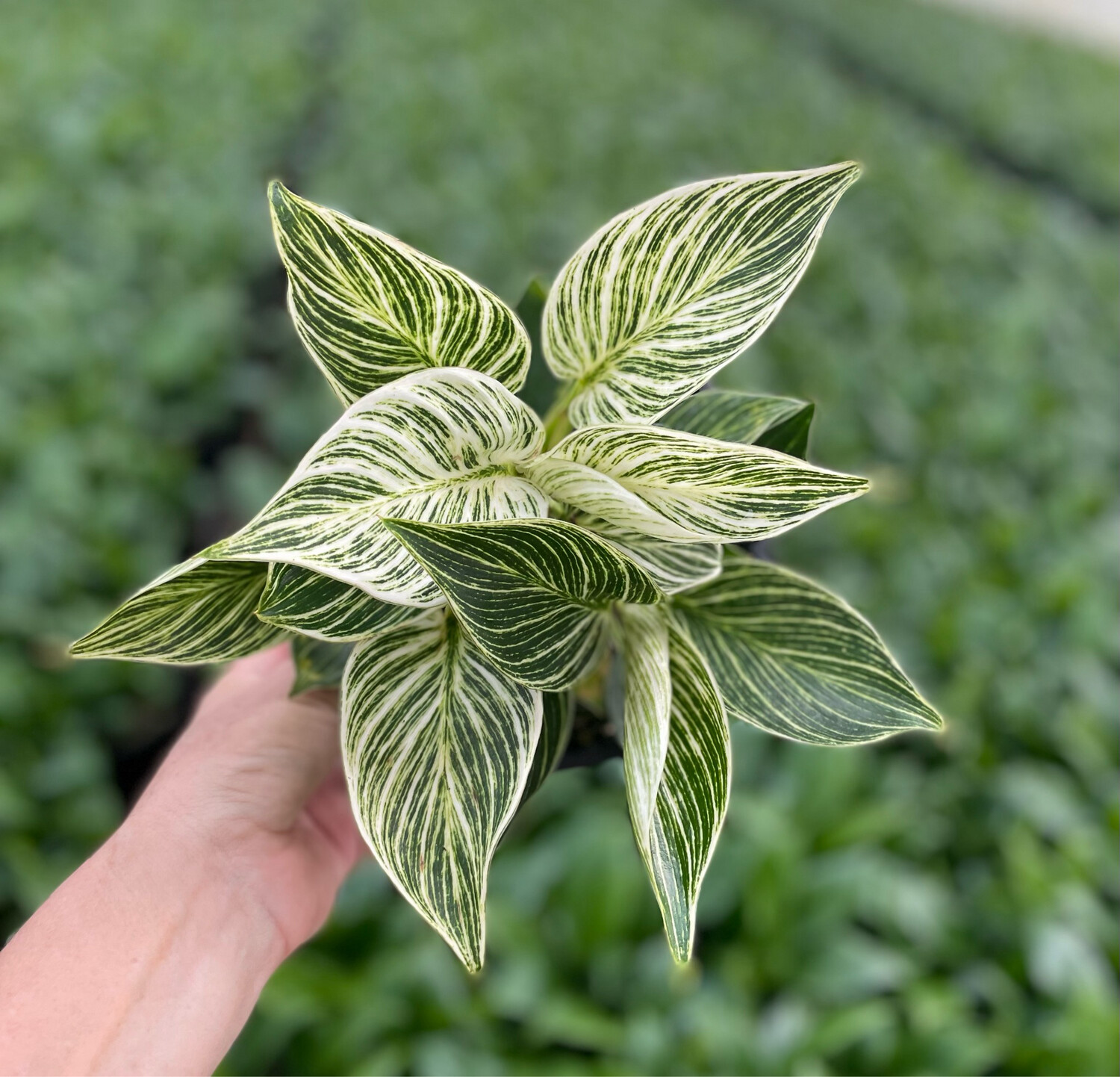 Philodendron - White Wave