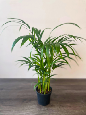 Butterfly Palm