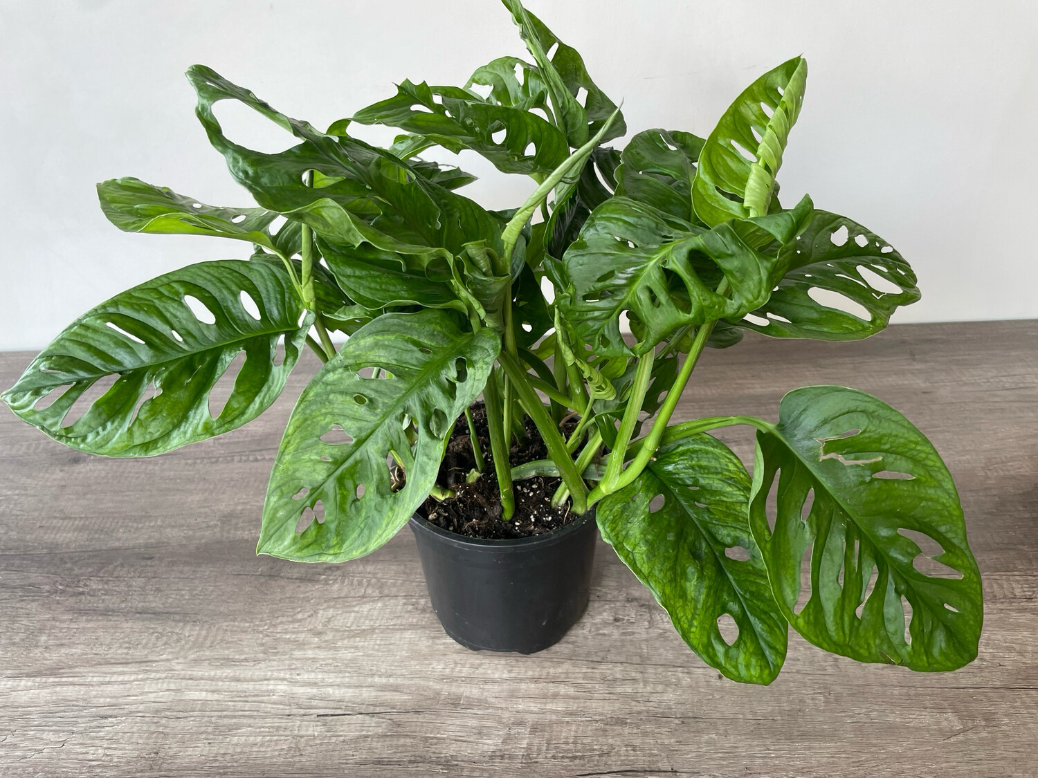 Swiss Cheese Plant