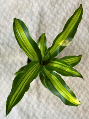 Golden heart corn plant