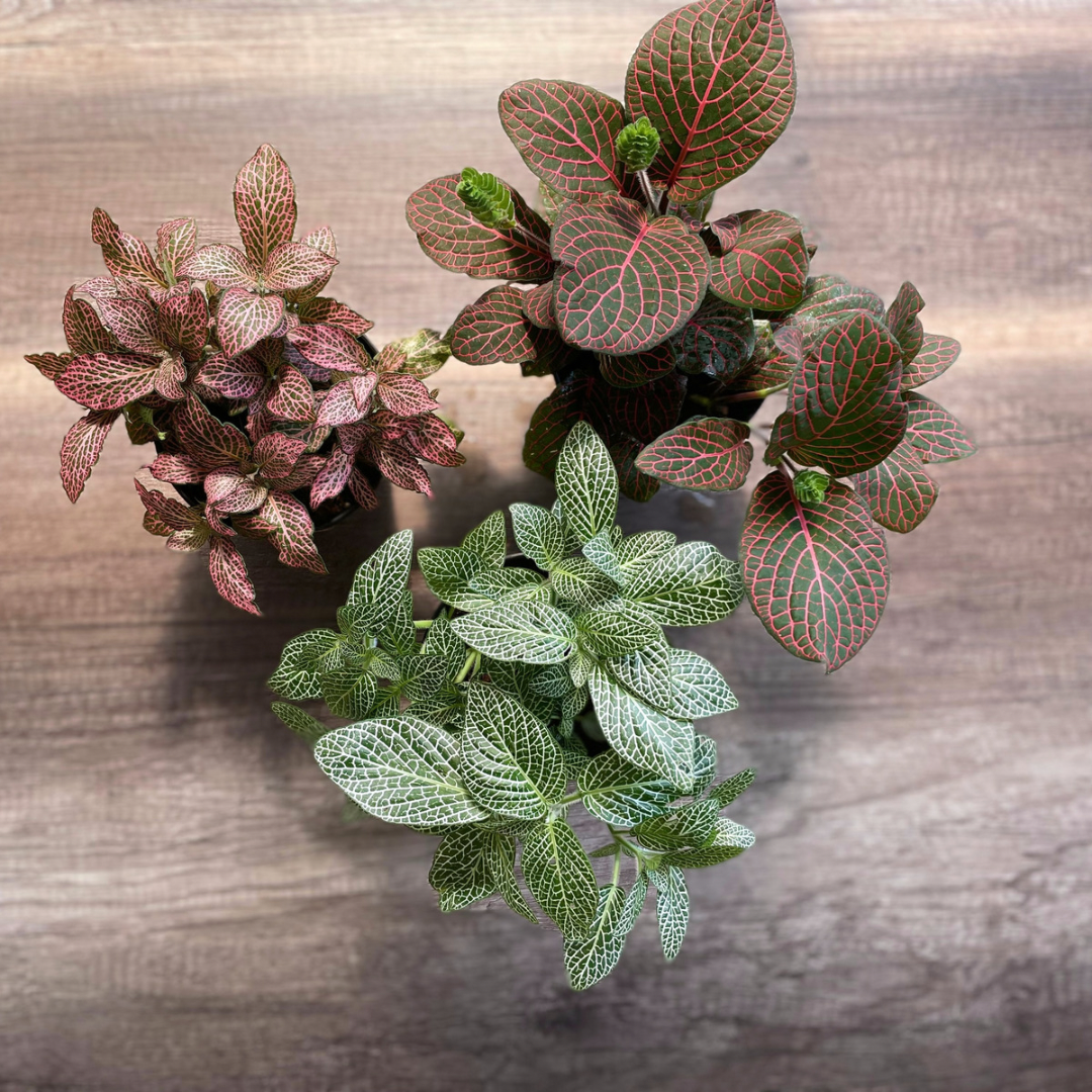 Mosaic Plant Trio