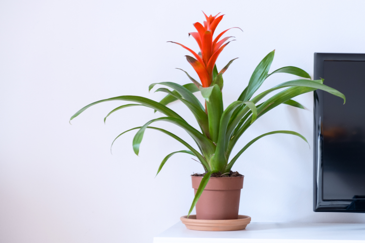 Scarlet star bromeliad