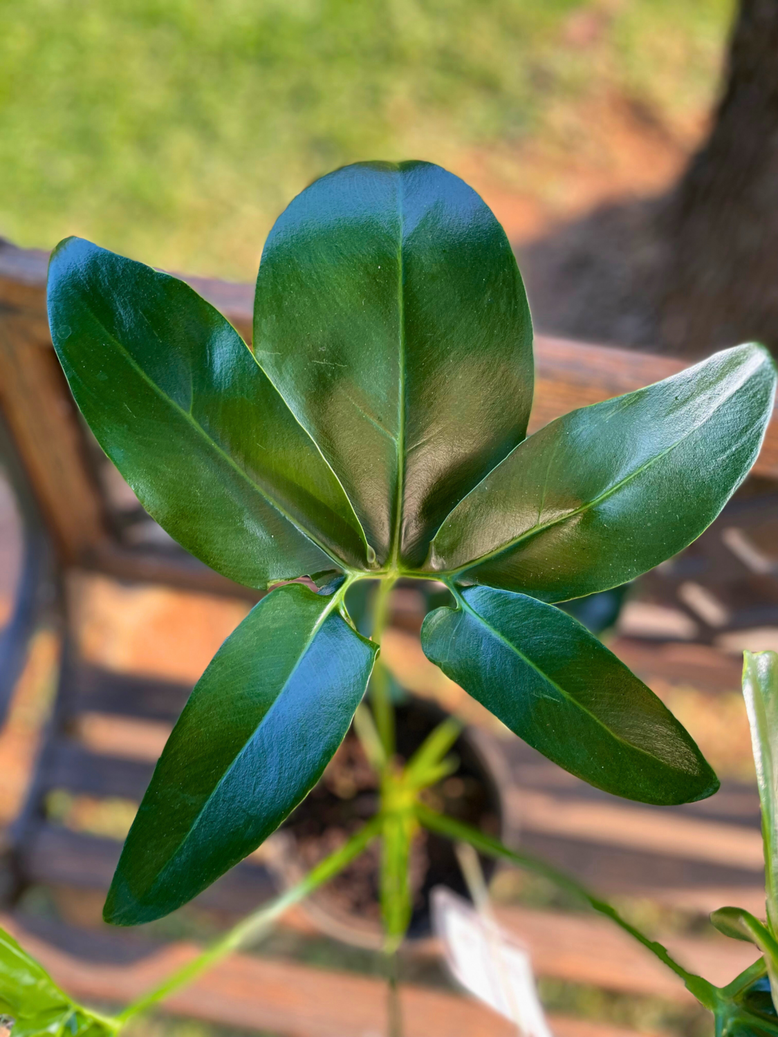 Finger leaf philodendron