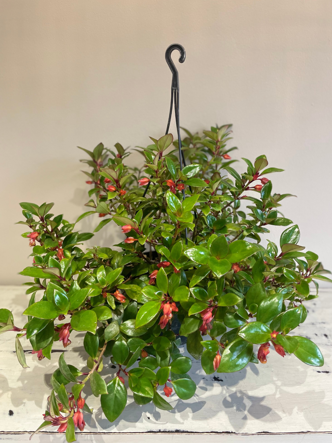 Striped Goldfish Plant