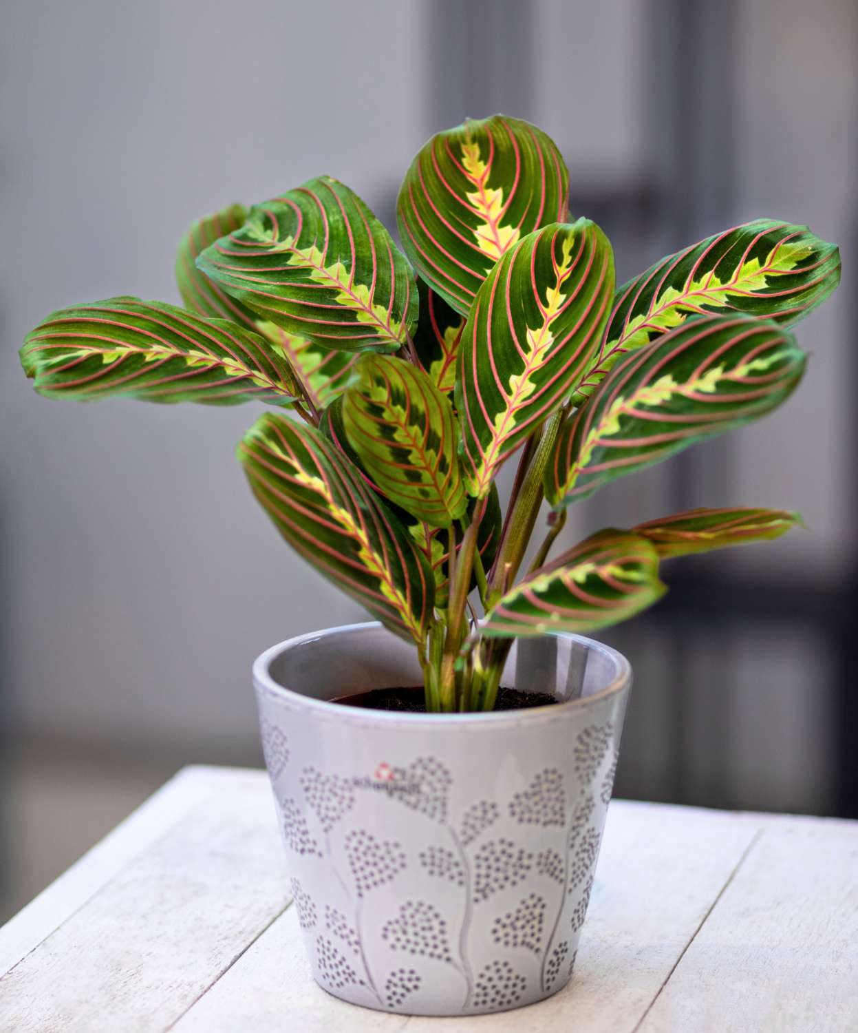Prayer Plant tri-colour