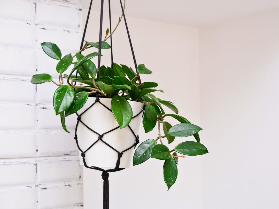 Wax Plant
