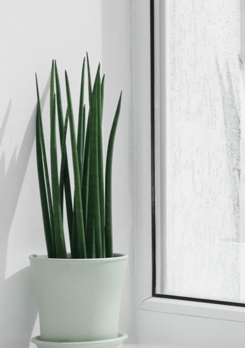 Snake Plant African spear