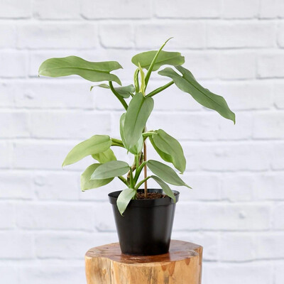 Philodendron - Silver Spear