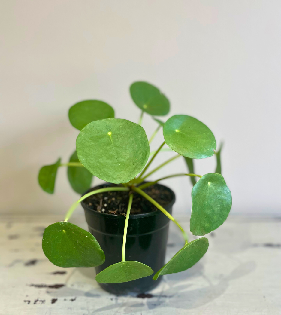 Chinese Money Plant, Choose your pot size: 12cm Standard nursery pot, Choose a pot for your plant: Standard nursery pot