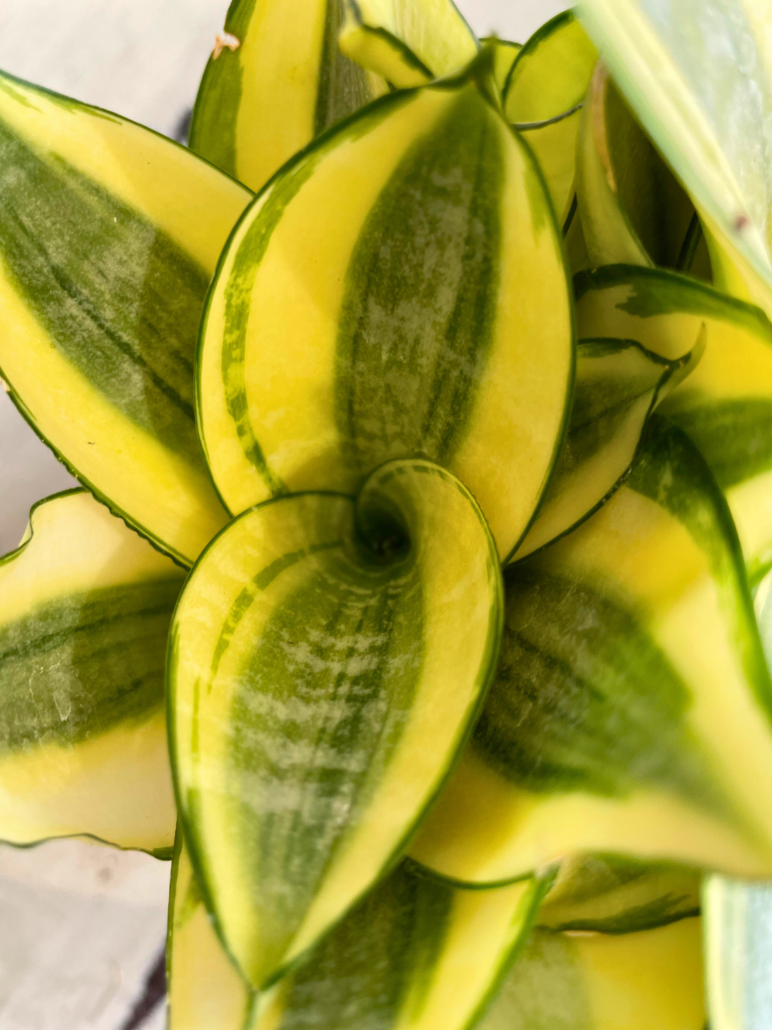 Snake Plant Honey