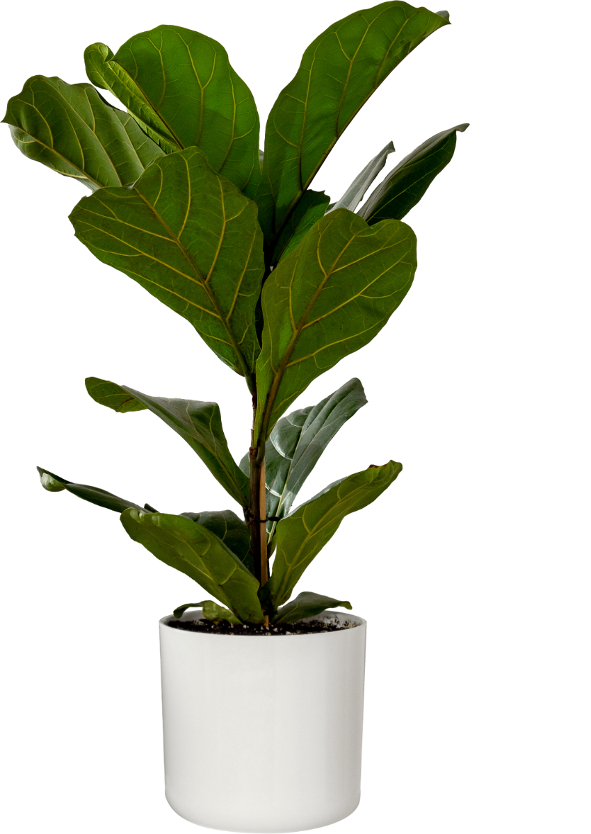 Fiddle Leaf Fig Tree