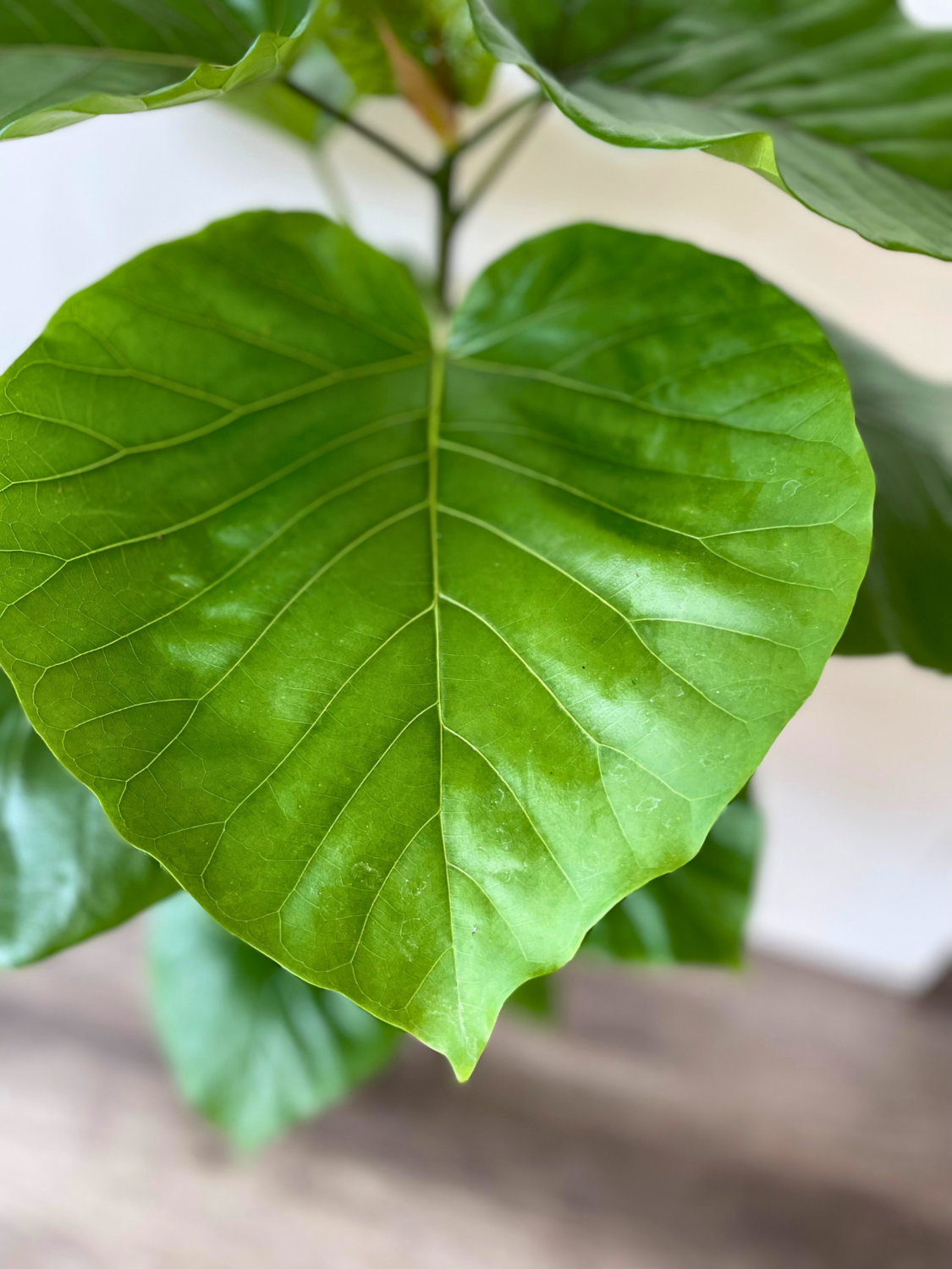 Umbrella fig
