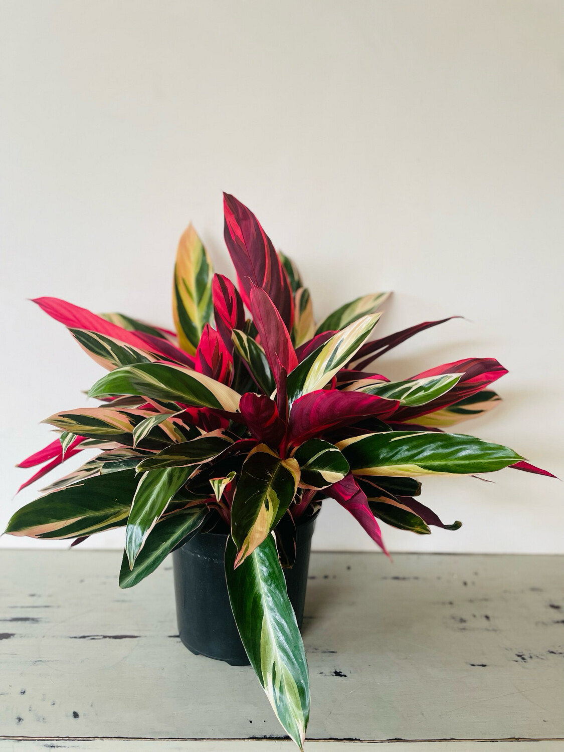 Triostar Stromanthe