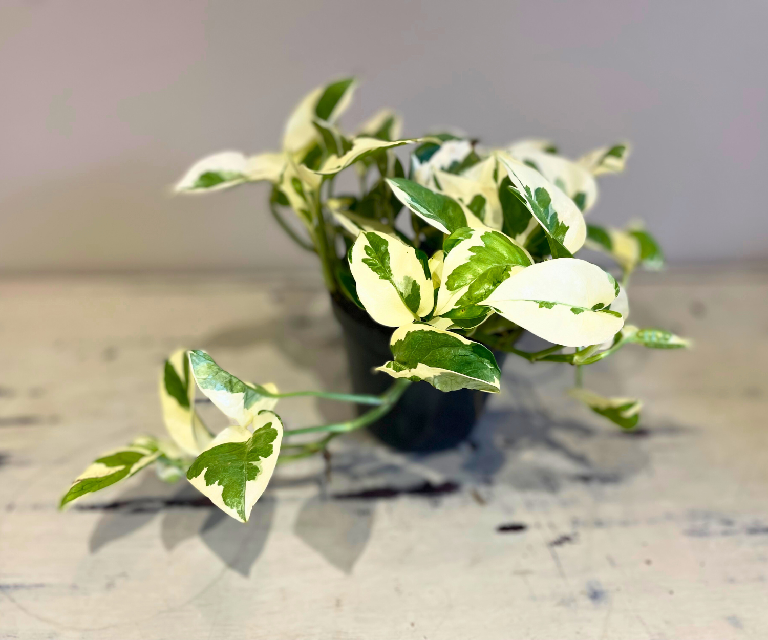 Pothos N&#39;Joy
