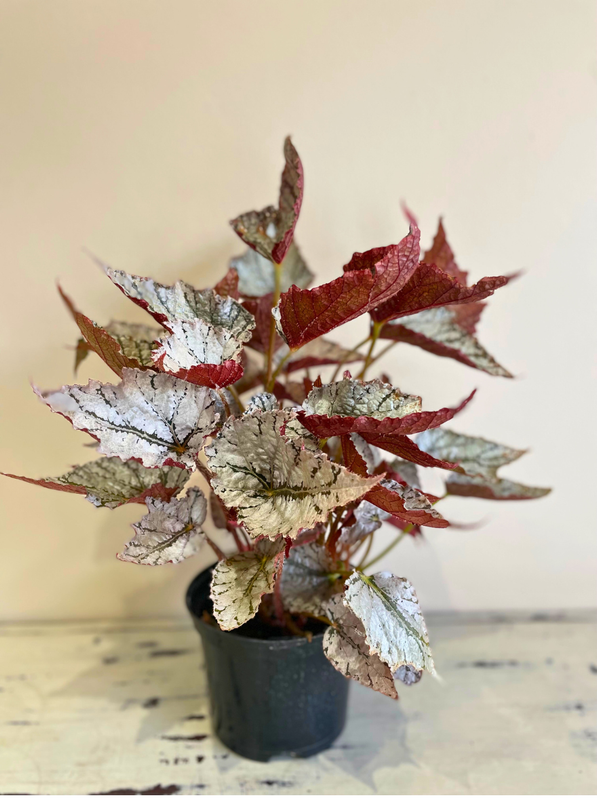 Silver splash Begonia