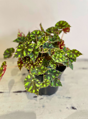 Tiger paw Begonia