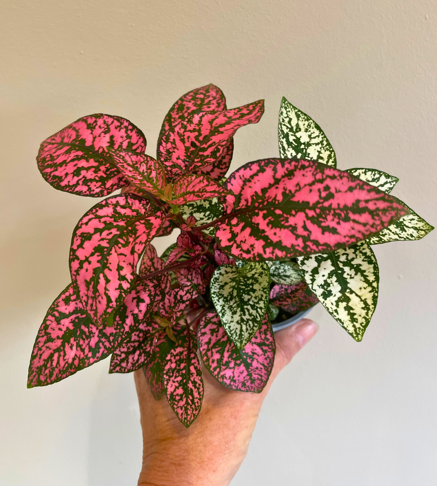 Polka dot plants