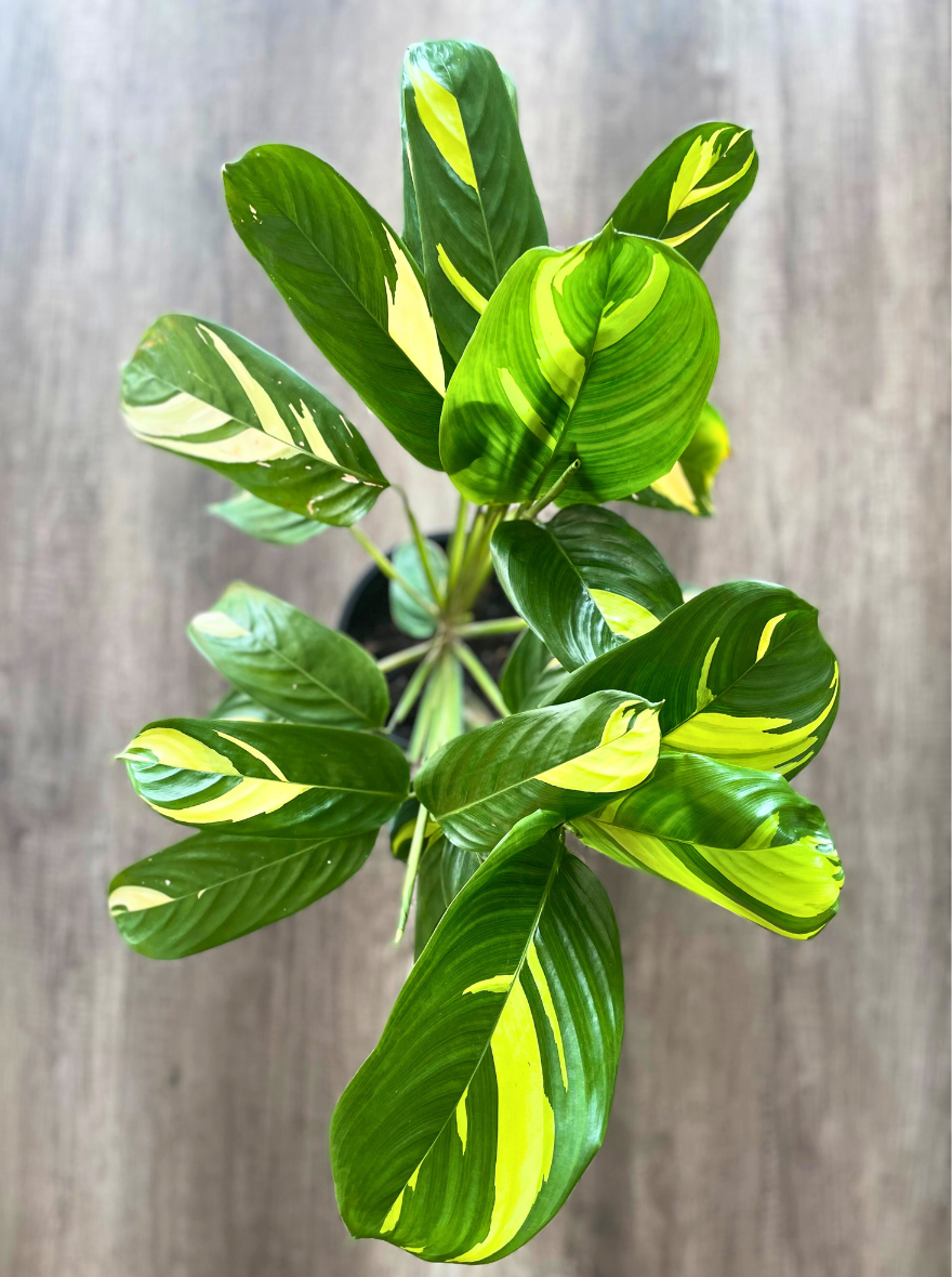 Golden mosaic prayer plant