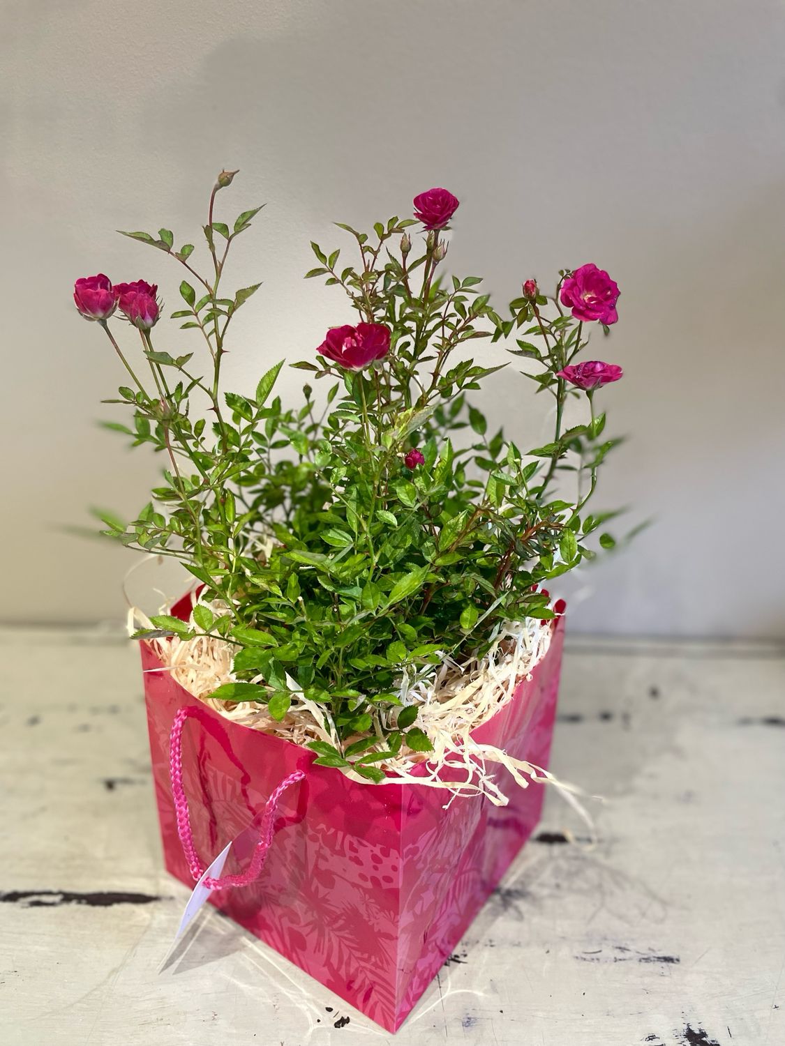 Miniature rose