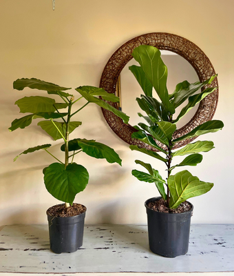 Ficus Duo