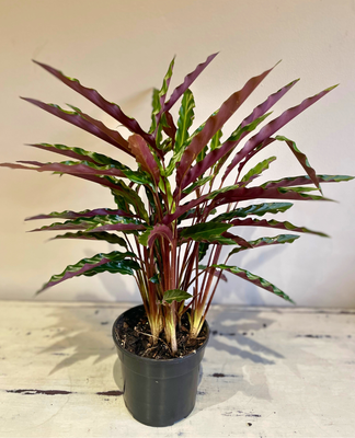 Furry Feather Prayer Plant