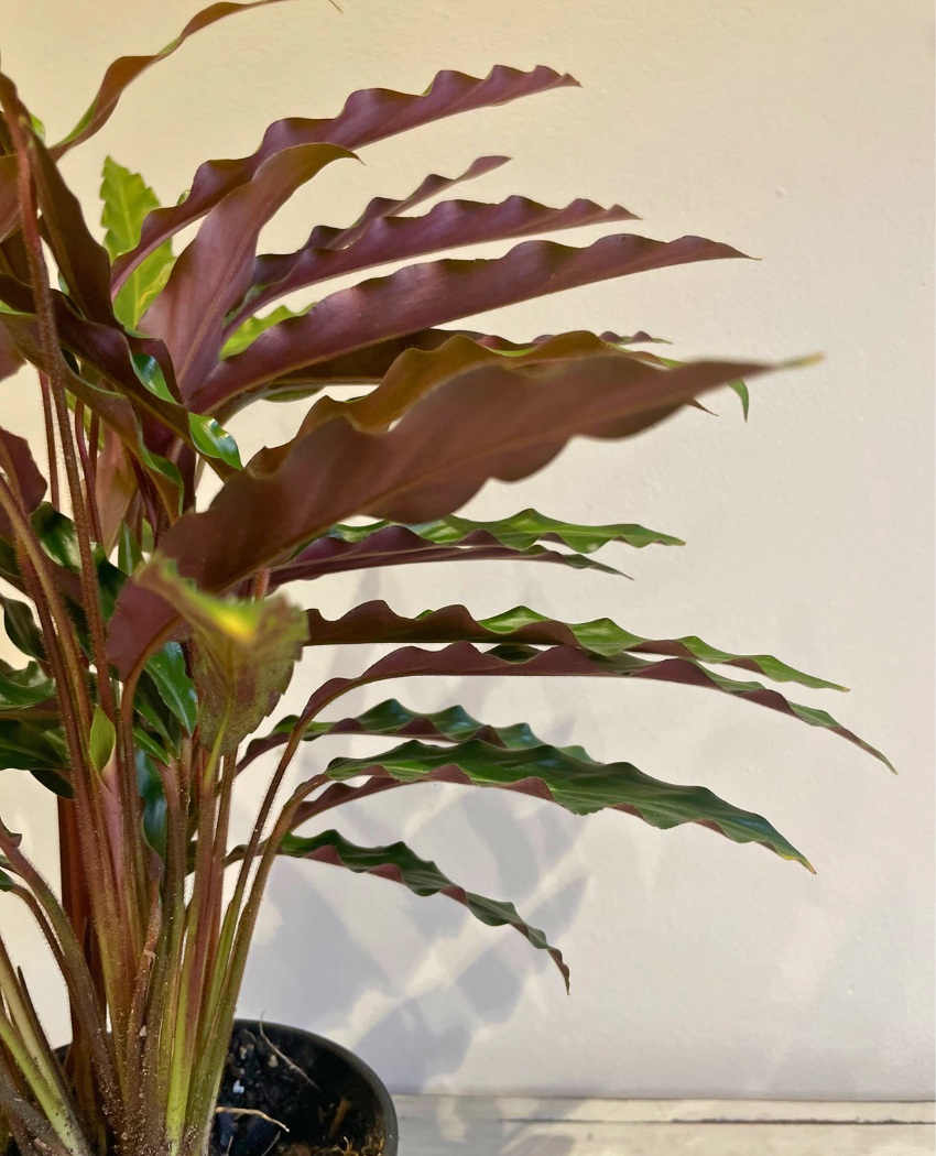 Furry Feather Prayer Plant