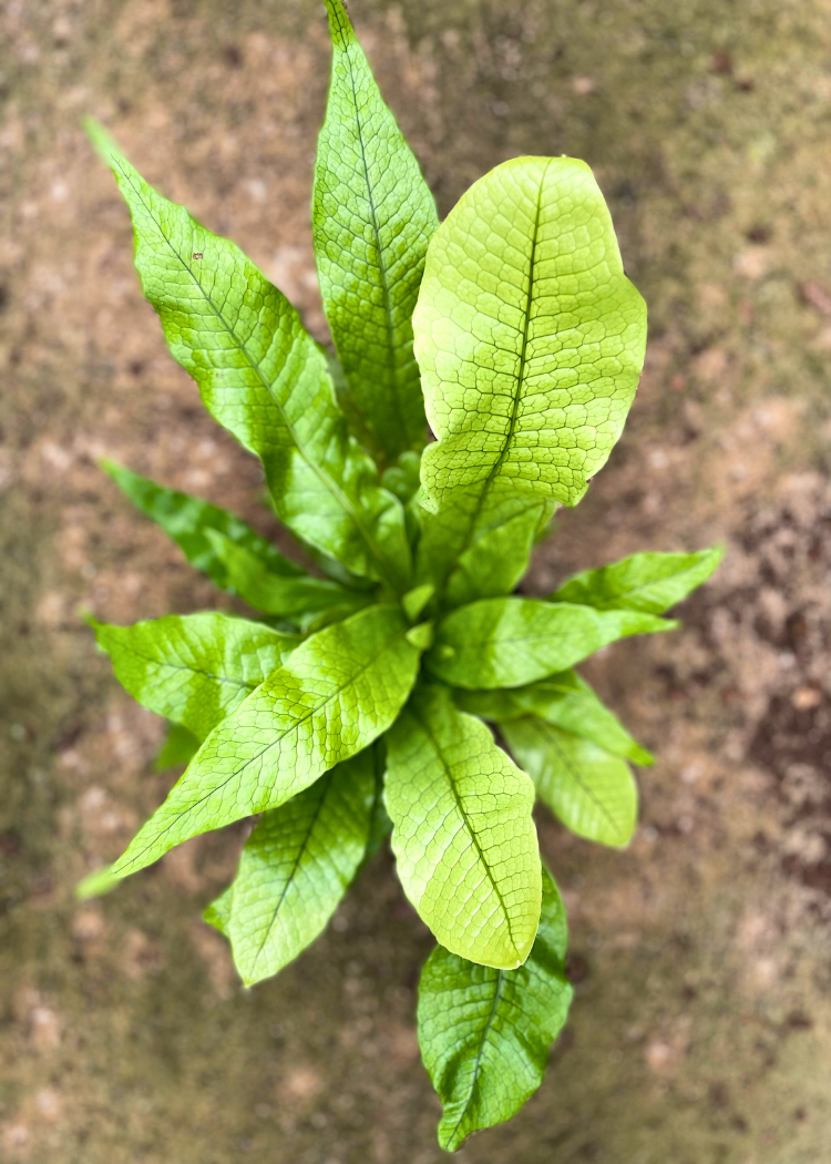 Crocodile fern