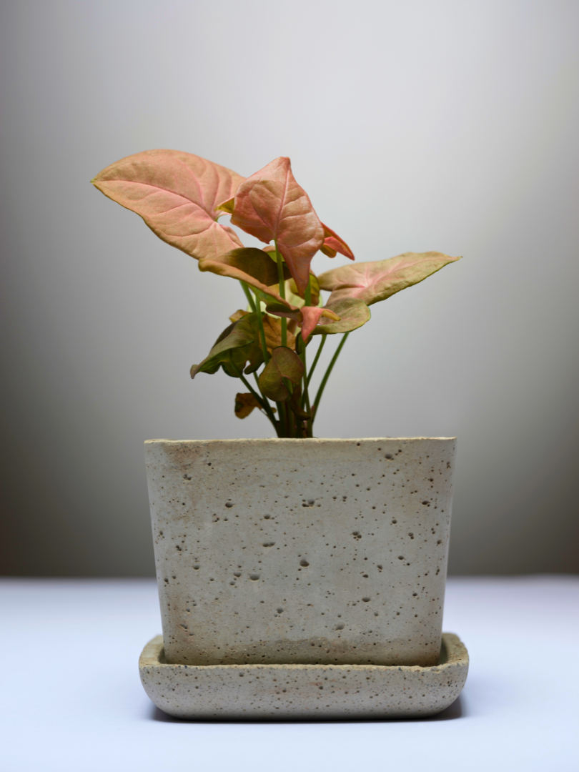 Watermelon Arrow Vine Watermelon Arrow Vine